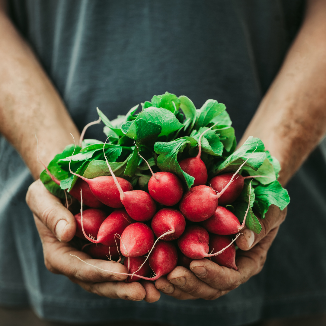 Radishes 