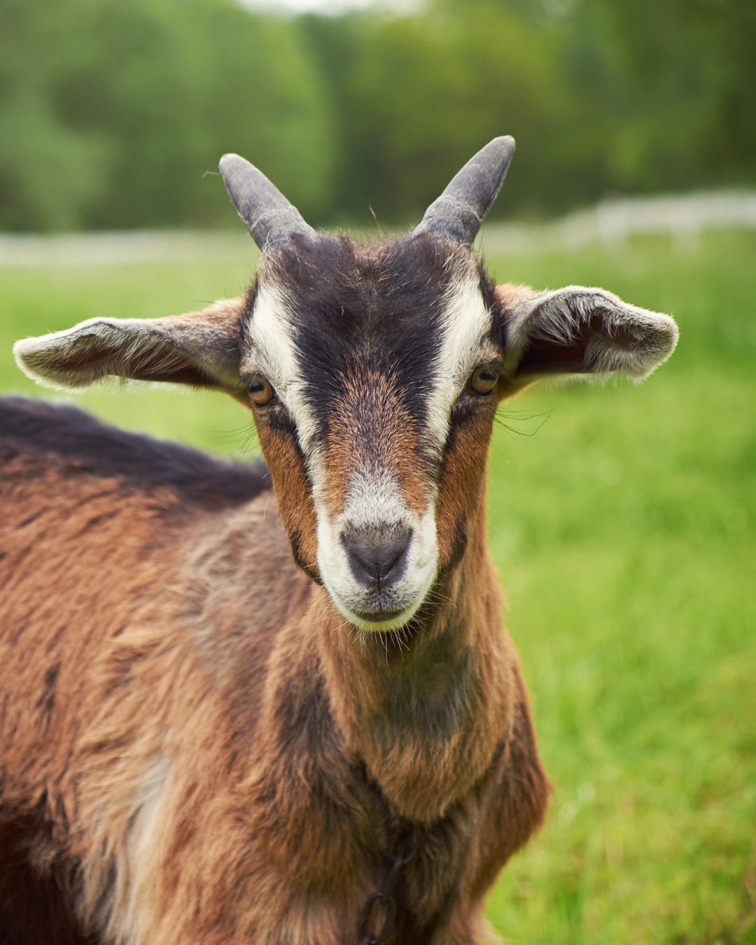 Goat