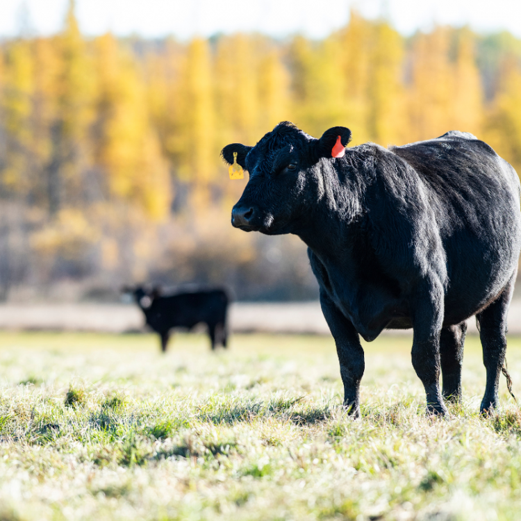  Two Cattle in Field 