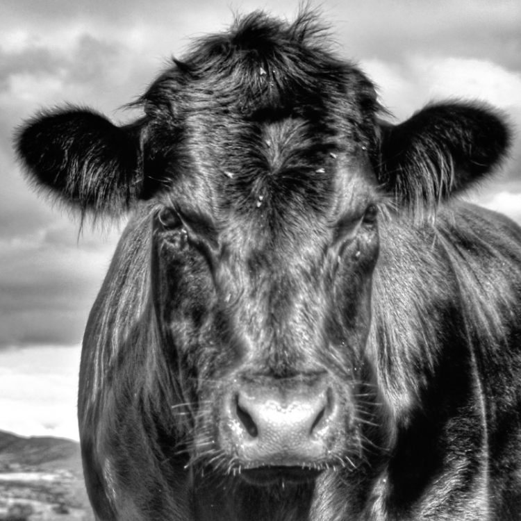  Cow in Field 