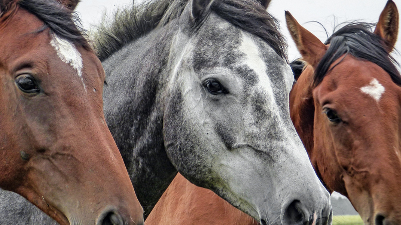 Three Horses in Pasture 